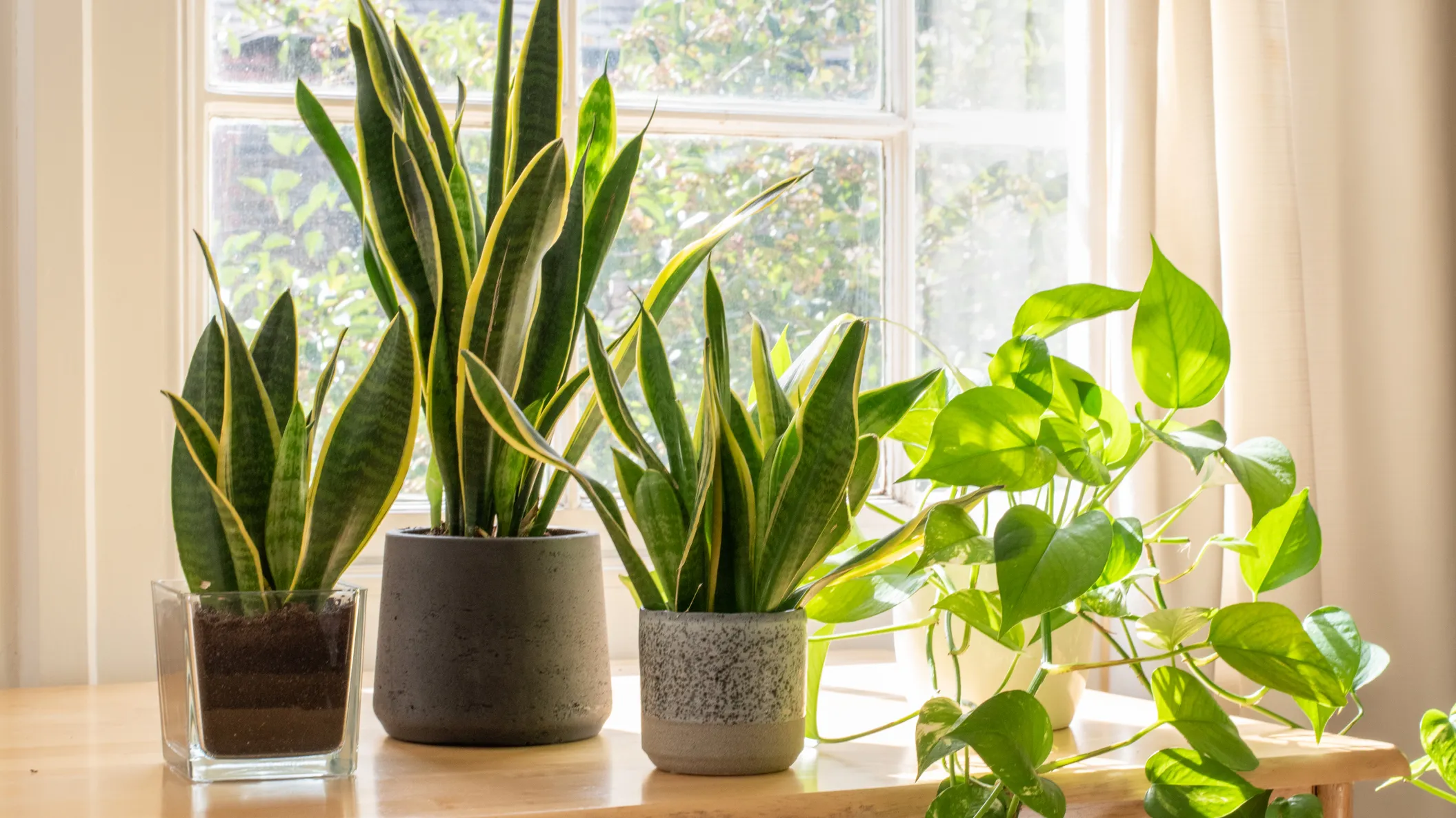 El Poder de las Plantas: 5 Impactantes Beneficios para Tu Hogar
